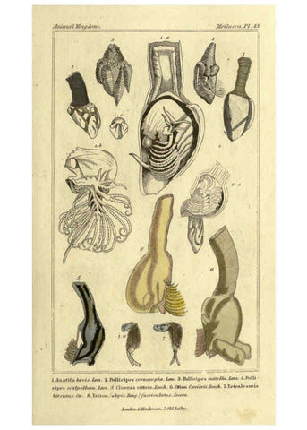 Reproducción/Reproduction 5987912850: The animal kingdom, arranged according to its organization London :G. Henderson,1834