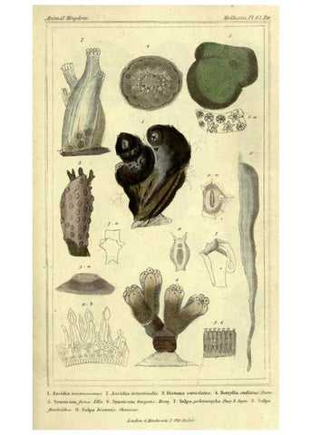 Reproducción/Reproduction 5987913162: The animal kingdom, arranged according to its organization London :G. Henderson,1834