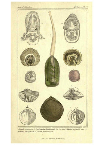 Reproducción/Reproduction 5987913960: The animal kingdom, arranged according to its organization London :G. Henderson,1834