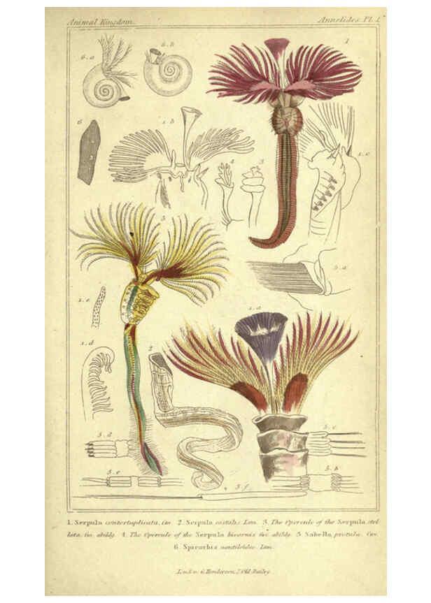 Reproducción/Reproduction 5987352551: The animal kingdom, arranged according to its organization London :G. Henderson,1834