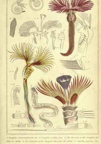Reproducción/Reproduction 5987352551: The animal kingdom, arranged according to its organization London :G. Henderson,1834