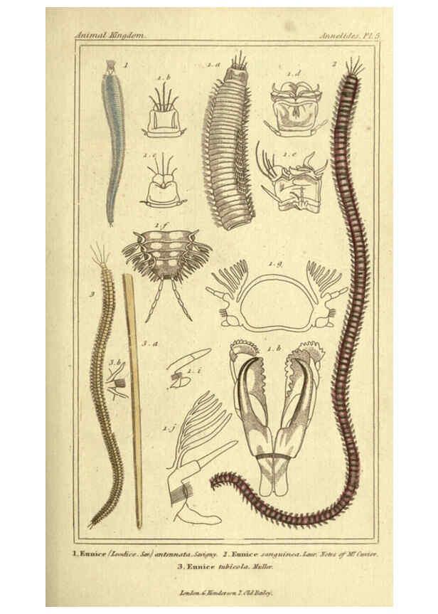 Reproducción/Reproduction 5987916382: The animal kingdom, arranged according to its organization London :G. Henderson,1834
