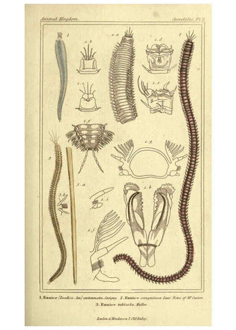 Reproducción/Reproduction 5987916382: The animal kingdom, arranged according to its organization London :G. Henderson,1834