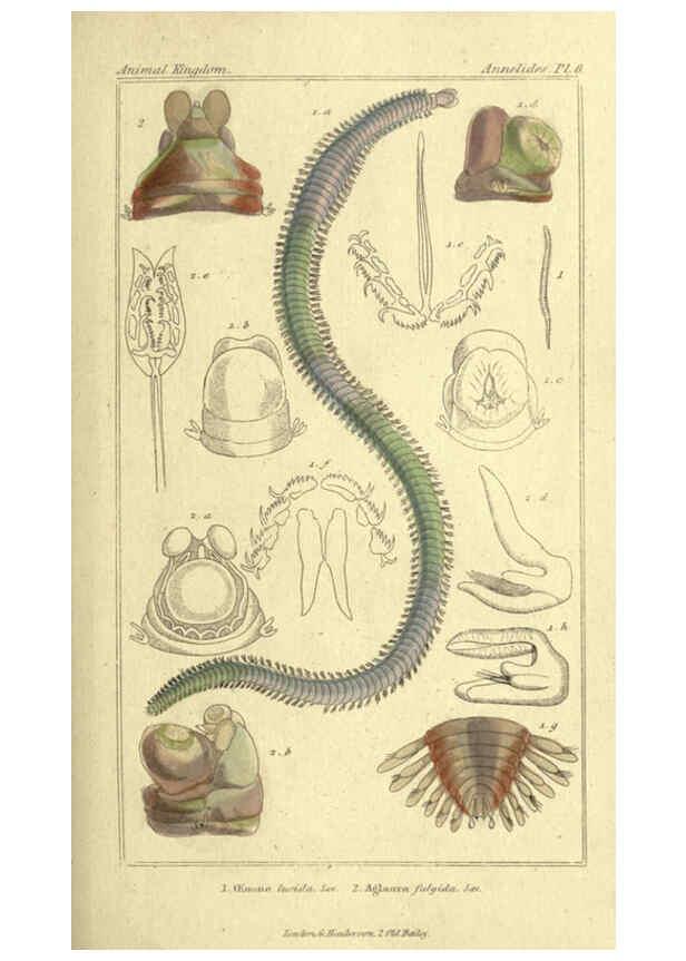 Reproducción/Reproduction 5987916612: The animal kingdom, arranged according to its organization London :G. Henderson,1834