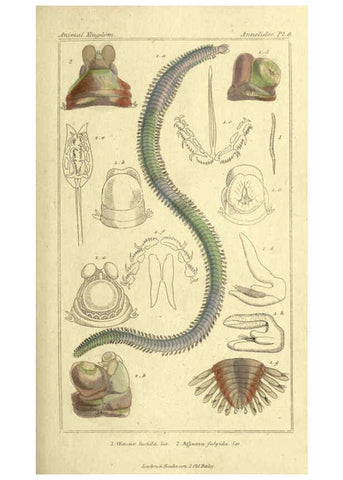 Reproducción/Reproduction 5987916612: The animal kingdom, arranged according to its organization London :G. Henderson,1834