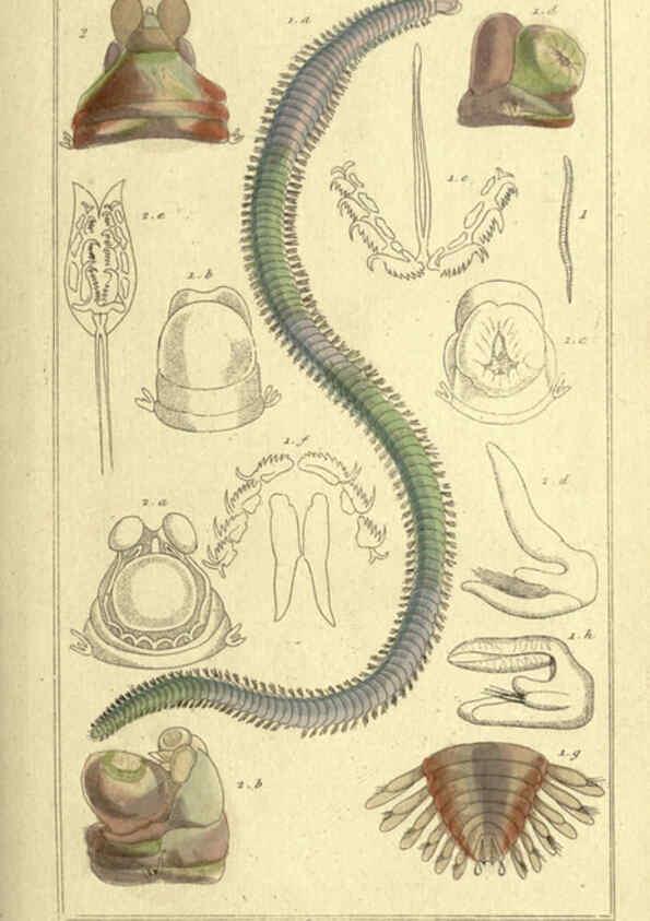 Reproducción/Reproduction 5987916612: The animal kingdom, arranged according to its organization London :G. Henderson,1834