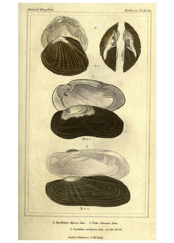 Reproducción/Reproduction 5987910014: The animal kingdom, arranged according to its organization London :G. Henderson,1834