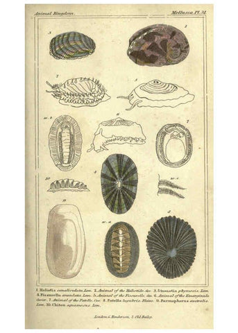Reproducción/Reproduction 5987904650: The animal kingdom, arranged according to its organization London :G. Henderson,1834