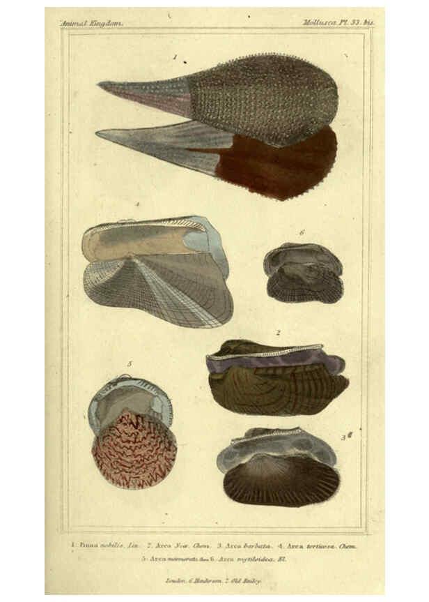 Reproducción/Reproduction 5987907818: The animal kingdom, arranged according to its organization London :G. Henderson,1834