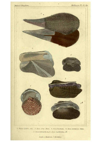 Reproducción/Reproduction 5987907818: The animal kingdom, arranged according to its organization London :G. Henderson,1834