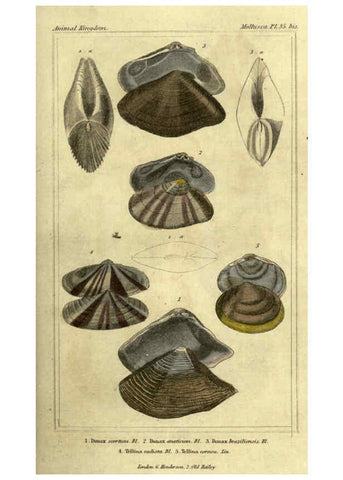 Reproducción/Reproduction 5987347261: The animal kingdom, arranged according to its organization London :G. Henderson,1834