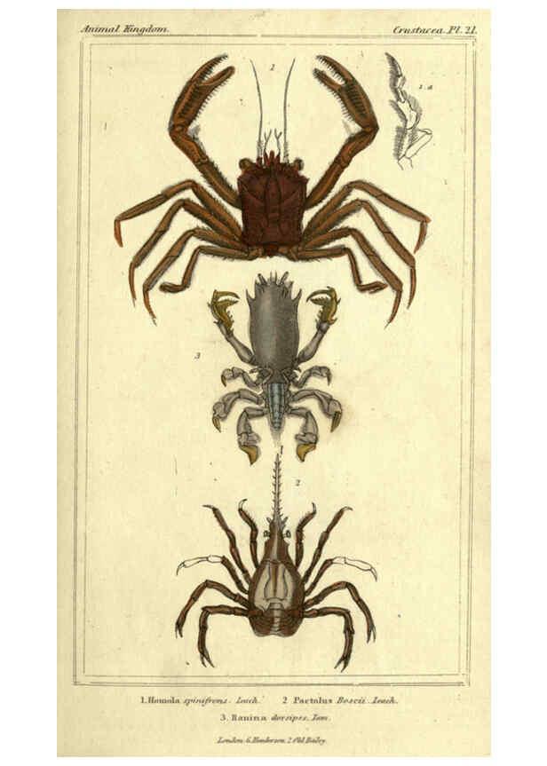 Reproducción/Reproduction 5987924778: The animal kingdom, arranged according to its organization London :G. Henderson,1834