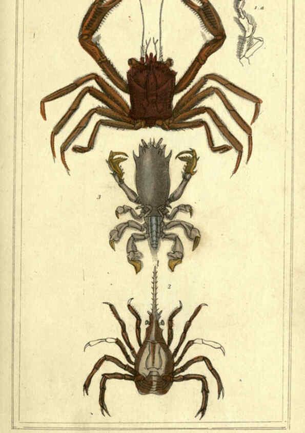 Reproducción/Reproduction 5987924778: The animal kingdom, arranged according to its organization London :G. Henderson,1834