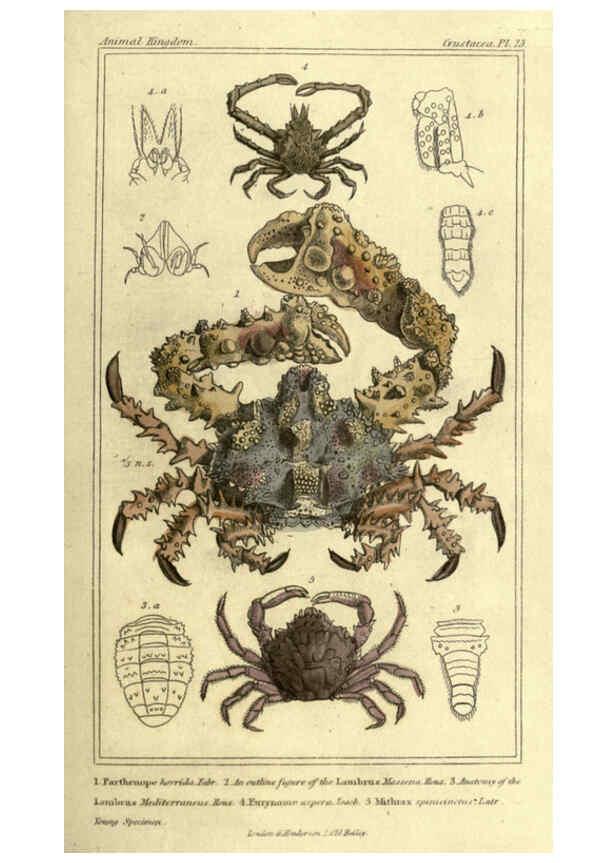 Reproducción/Reproduction 5987363297: The animal kingdom, arranged according to its organization London :G. Henderson,1834