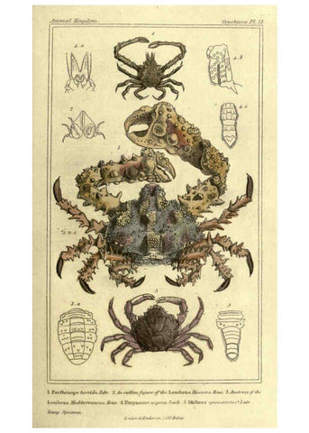 Reproducción/Reproduction 5987363297: The animal kingdom, arranged according to its organization London :G. Henderson,1834