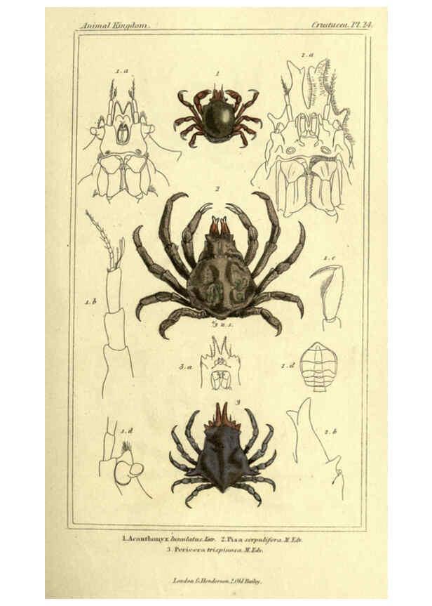 Reproducción/Reproduction 5987925604: The animal kingdom, arranged according to its organization London :G. Henderson,1834