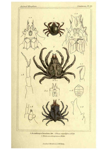 Reproducción/Reproduction 5987925604: The animal kingdom, arranged according to its organization London :G. Henderson,1834