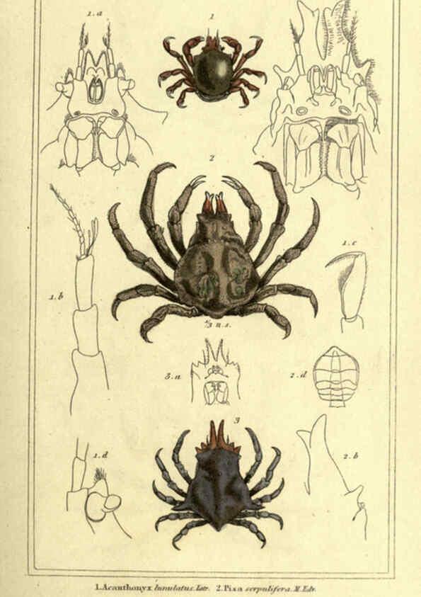 Reproducción/Reproduction 5987925604: The animal kingdom, arranged according to its organization London :G. Henderson,1834