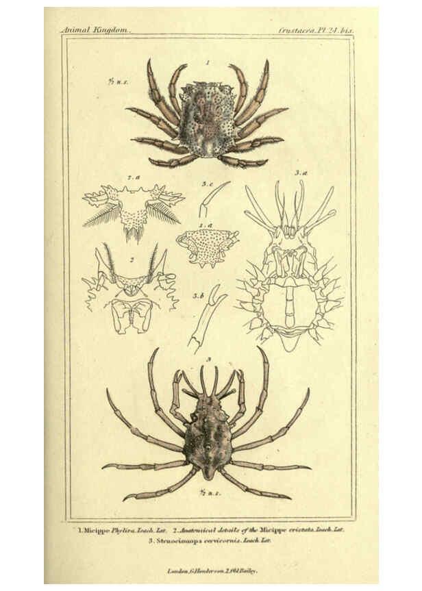 Reproducción/Reproduction 5987363877: The animal kingdom, arranged according to its organization London :G. Henderson,1834