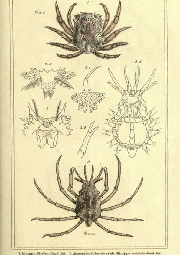 Reproducción/Reproduction 5987363877: The animal kingdom, arranged according to its organization London :G. Henderson,1834