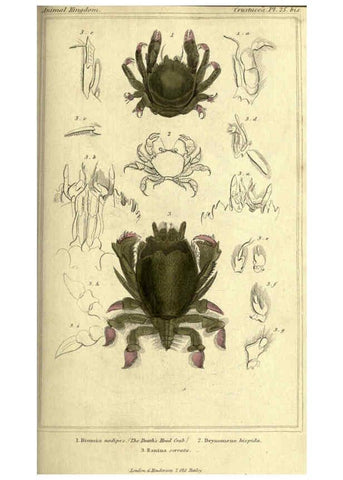 Reproducción/Reproduction 5987926532: The animal kingdom, arranged according to its organization London :G. Henderson,1834