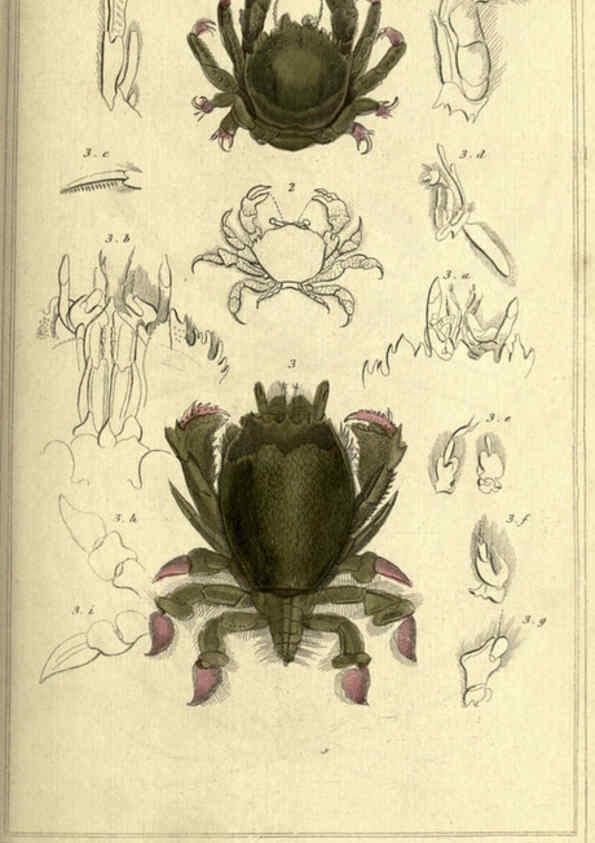 Reproducción/Reproduction 5987926532: The animal kingdom, arranged according to its organization London :G. Henderson,1834