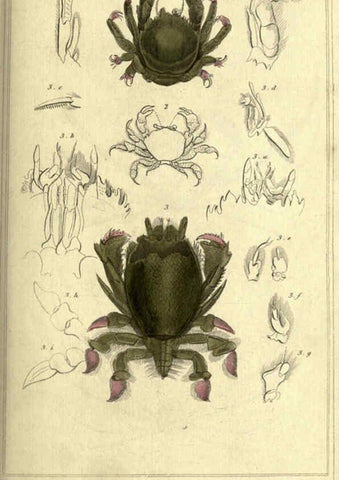 Reproducción/Reproduction 5987926532: The animal kingdom, arranged according to its organization London :G. Henderson,1834