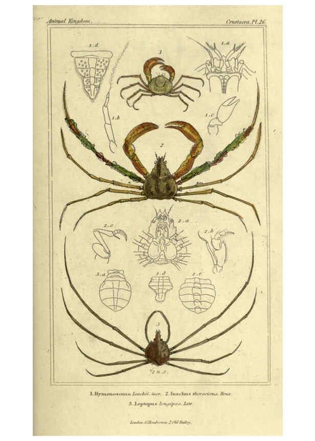 Reproducción/Reproduction 5987364949: The animal kingdom, arranged according to its organization London :G. Henderson,1834