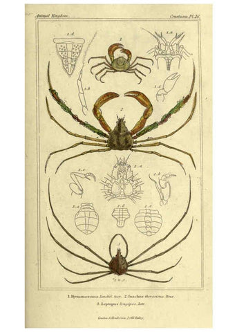 Reproducción/Reproduction 5987364949: The animal kingdom, arranged according to its organization London :G. Henderson,1834