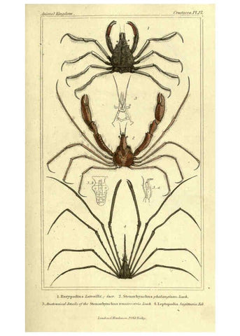Reproducción/Reproduction 5987927356: The animal kingdom, arranged according to its organization London :G. Henderson,1834