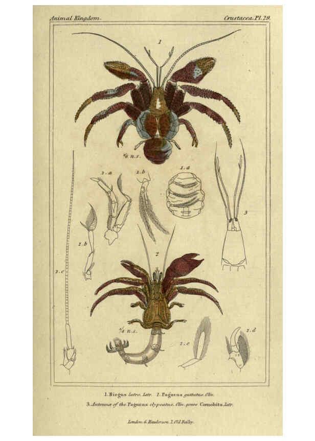 Reproducción/Reproduction 5987928644: The animal kingdom, arranged according to its organization London :G. Henderson,1834