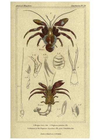 Reproducción/Reproduction 5987928644: The animal kingdom, arranged according to its organization London :G. Henderson,1834