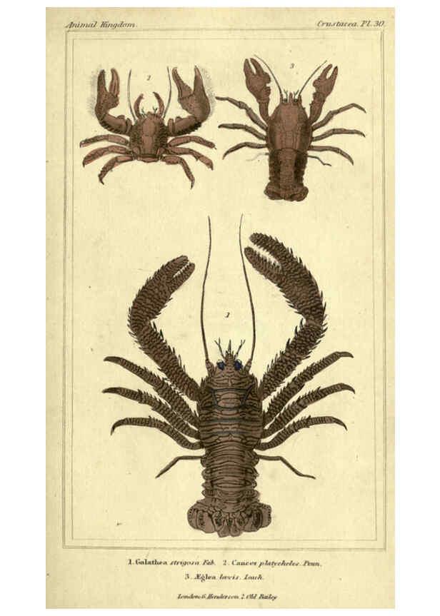 Reproducción/Reproduction 5987929262: The animal kingdom, arranged according to its organization London :G. Henderson,1834