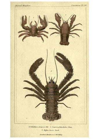 Reproducción/Reproduction 5987929262: The animal kingdom, arranged according to its organization London :G. Henderson,1834