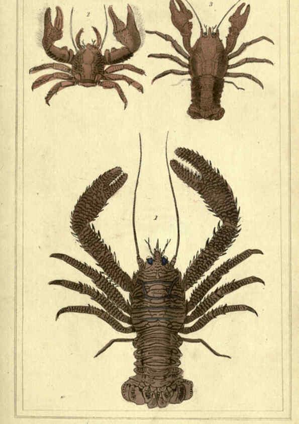 Reproducción/Reproduction 5987929262: The animal kingdom, arranged according to its organization London :G. Henderson,1834
