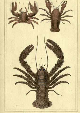 Reproducción/Reproduction 5987929262: The animal kingdom, arranged according to its organization London :G. Henderson,1834
