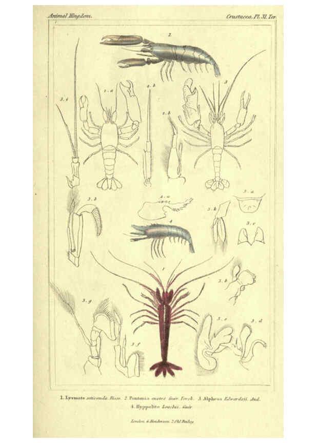 Reproducción/Reproduction 5987367513: The animal kingdom, arranged according to its organization London :G. Henderson,1834