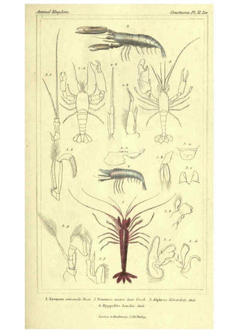 Reproducción/Reproduction 5987367513: The animal kingdom, arranged according to its organization London :G. Henderson,1834