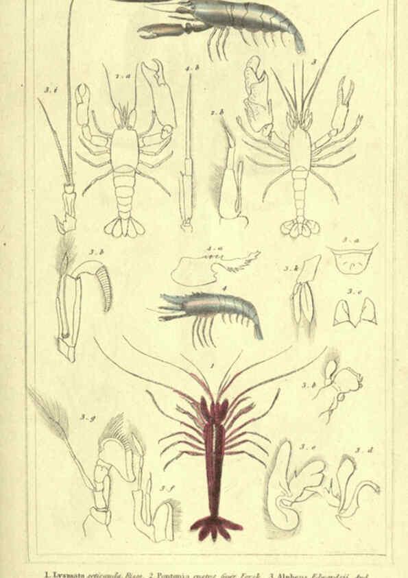 Reproducción/Reproduction 5987367513: The animal kingdom, arranged according to its organization London :G. Henderson,1834