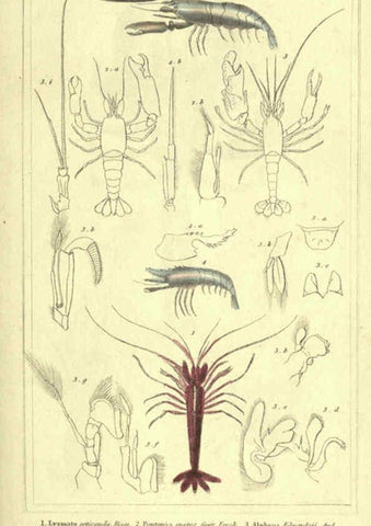 Reproducción/Reproduction 5987367513: The animal kingdom, arranged according to its organization London :G. Henderson,1834