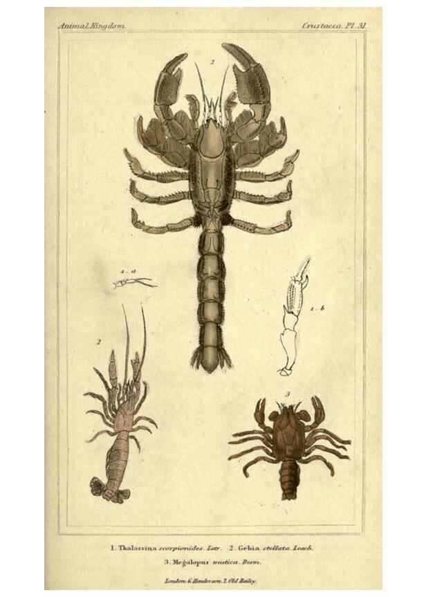 Reproducción/Reproduction 5987929770: The animal kingdom, arranged according to its organization London :G. Henderson,1834
