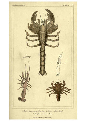 Reproducción/Reproduction 5987929770: The animal kingdom, arranged according to its organization London :G. Henderson,1834