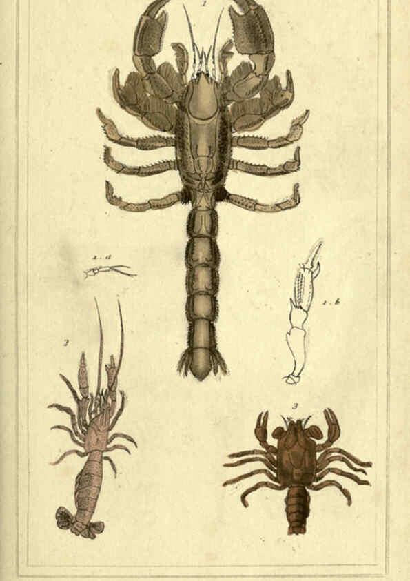 Reproducción/Reproduction 5987929770: The animal kingdom, arranged according to its organization London :G. Henderson,1834
