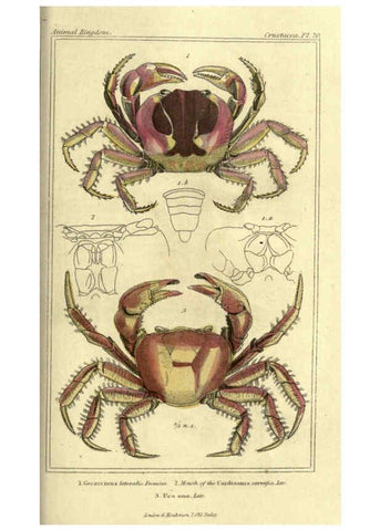 Reproducción/Reproduction 5987924196: The animal kingdom, arranged according to its organization London :G. Henderson,1834