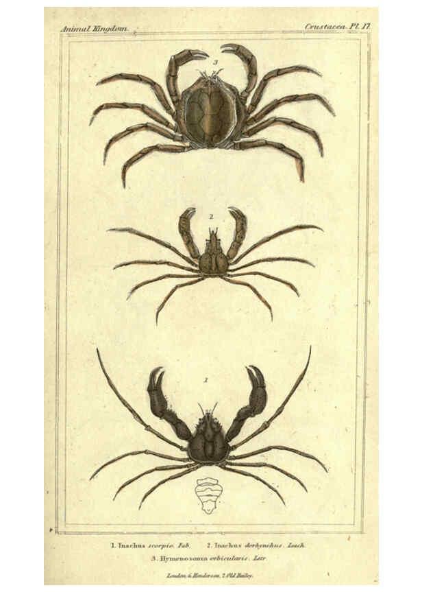 Reproducción/Reproduction 5987923300: The animal kingdom, arranged according to its organization London :G. Henderson,1834