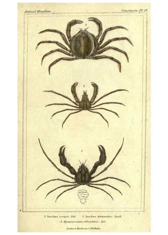 Reproducción/Reproduction 5987923300: The animal kingdom, arranged according to its organization London :G. Henderson,1834
