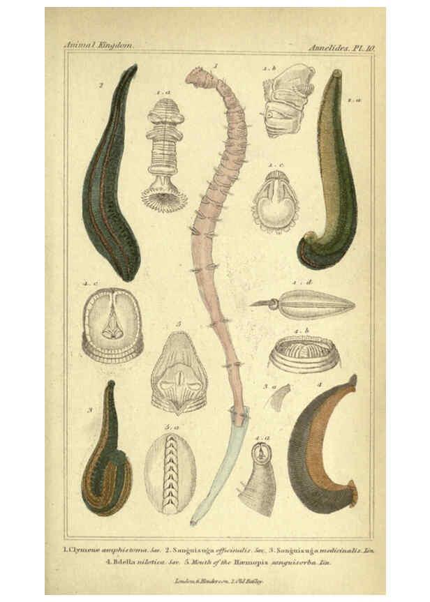 Reproducción/Reproduction 5987355767: The animal kingdom, arranged according to its organization London :G. Henderson,1834