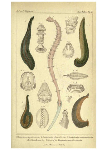 Reproducción/Reproduction 5987355767: The animal kingdom, arranged according to its organization London :G. Henderson,1834