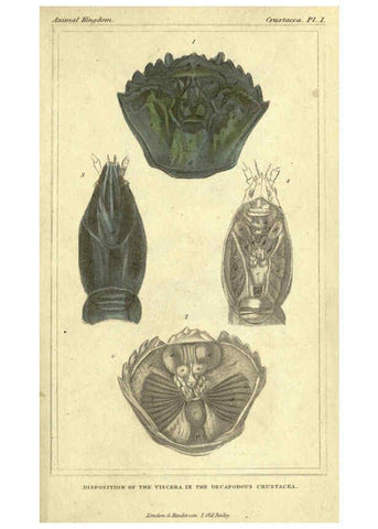 Reproducción/Reproduction 5987918230: The animal kingdom, arranged according to its organization London :G. Henderson,1834