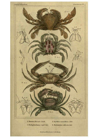 Reproducción/Reproduction 5987356405: The animal kingdom, arranged according to its organization London :G. Henderson,1834
